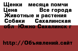 Щенки 4 месяца-помчи › Цена ­ 5 000 - Все города Животные и растения » Собаки   . Сахалинская обл.,Южно-Сахалинск г.